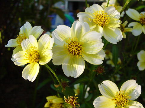 秋の花 黄色の花