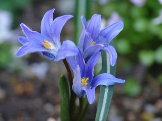 春の花 春に咲く青い花