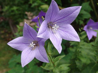 夏の花図鑑 夏の花 青い花