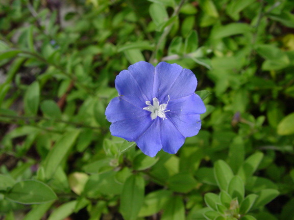 夏の花図鑑 夏の花 青い花